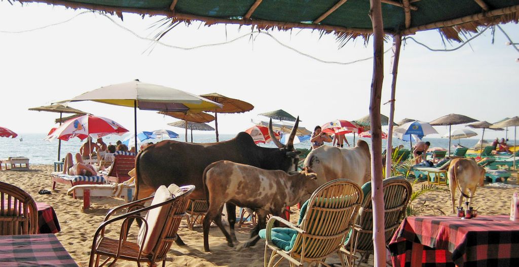 Another intersting view of the beach at Calangute. A sudden bovine invasion